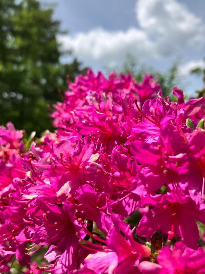 Julian'S English Homestay And Pension Fujimi Екстер'єр фото