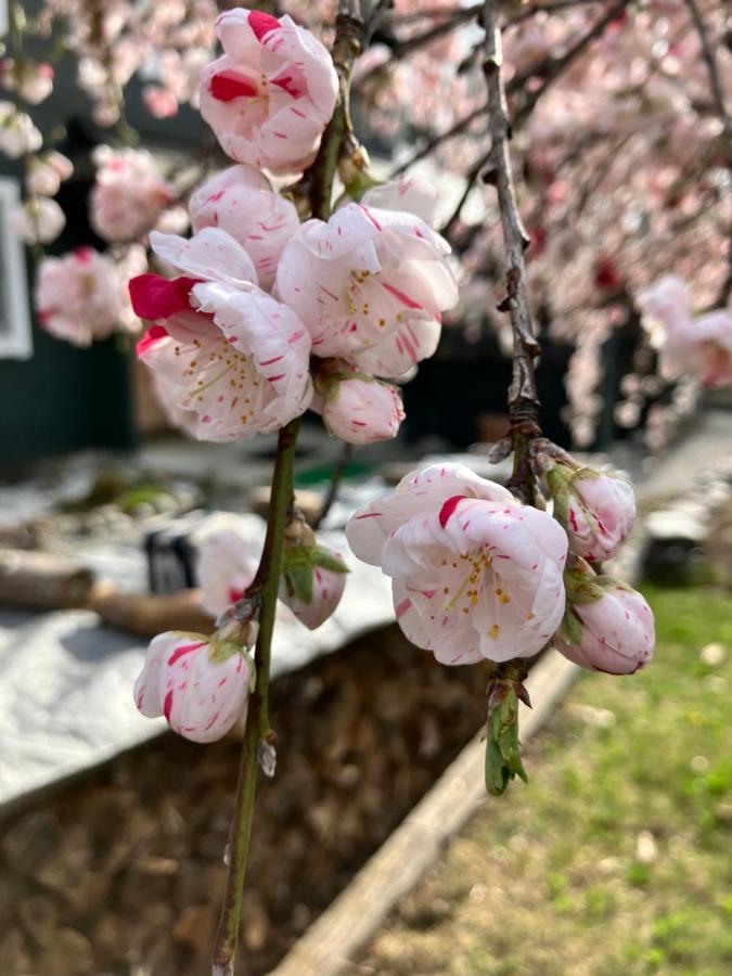 Julian'S English Homestay And Pension Fujimi Екстер'єр фото